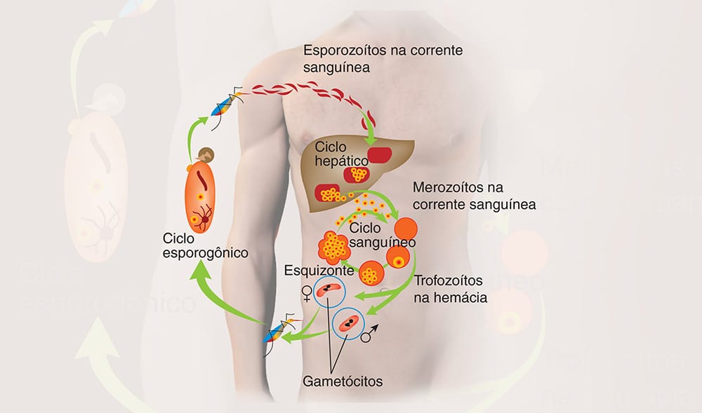 Ilustração técnica, mapa ou infográfico produzido pela Técnica Comunicação e Arte — peça 4